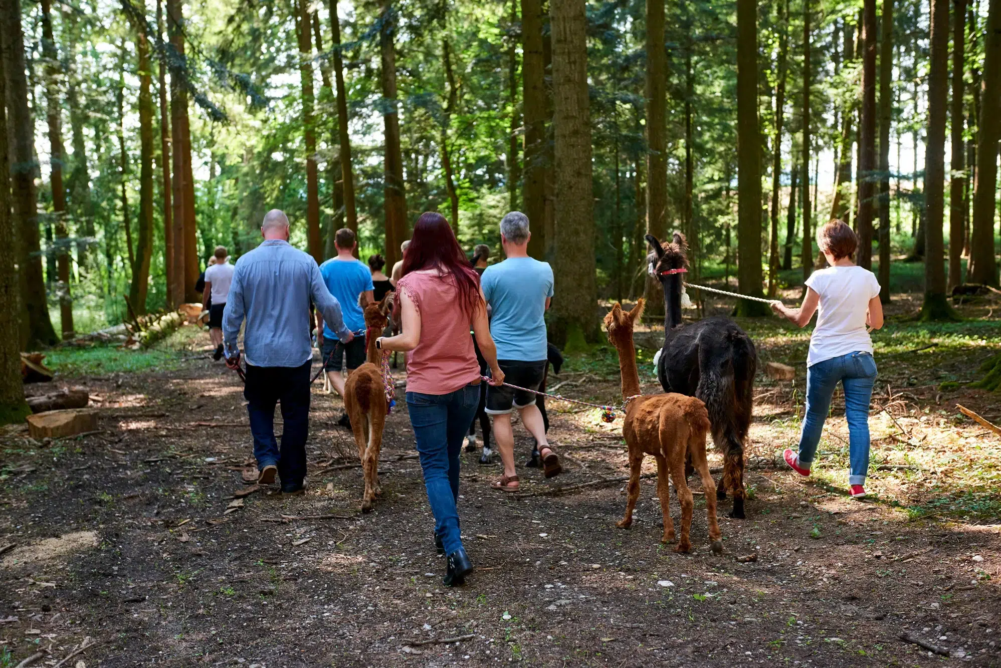 Menschen, die eine Alpakawanderung Obergurgl auf einem sonnigen Waldweg mit Hunden und Lamas genießen.
